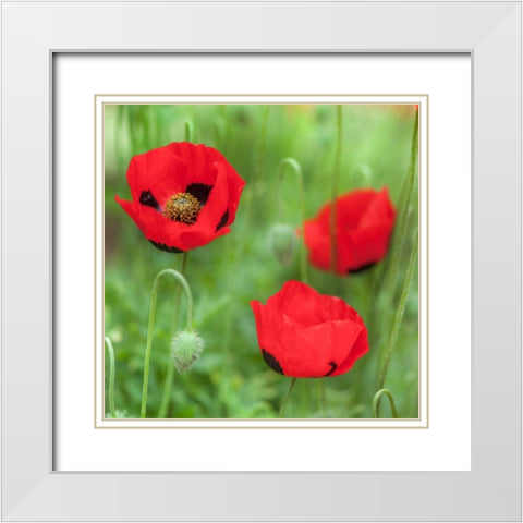 Fresh Poppies in garden White Modern Wood Framed Art Print with Double Matting by Frank, Assaf