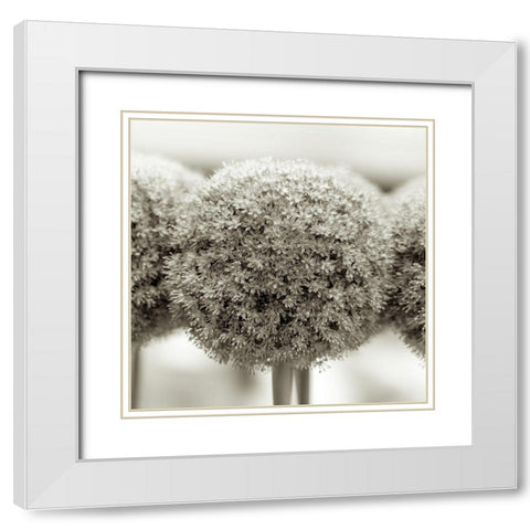 Allium flowers White Modern Wood Framed Art Print with Double Matting by Frank, Assaf