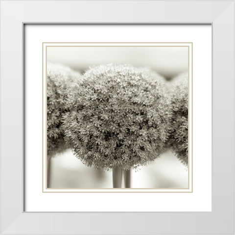 Allium flowers White Modern Wood Framed Art Print with Double Matting by Frank, Assaf