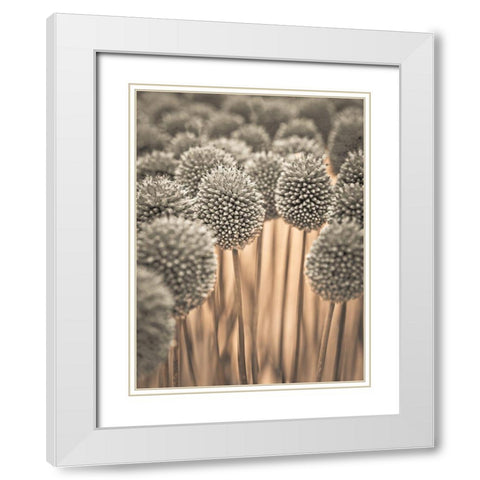 Allium flowers White Modern Wood Framed Art Print with Double Matting by Frank, Assaf
