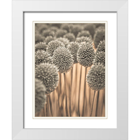 Allium flowers White Modern Wood Framed Art Print with Double Matting by Frank, Assaf
