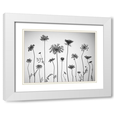 Cow parsley White Modern Wood Framed Art Print with Double Matting by Frank, Assaf