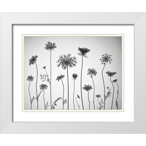 Cow parsley White Modern Wood Framed Art Print with Double Matting by Frank, Assaf