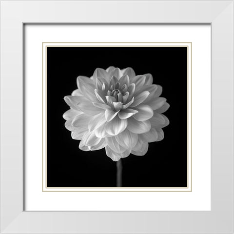 Dahlia flower on black background White Modern Wood Framed Art Print with Double Matting by Frank, Assaf