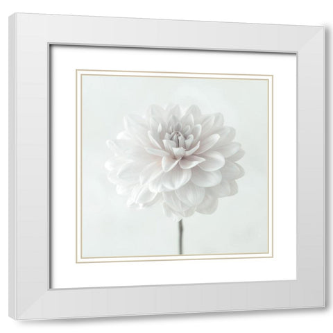 Dahlia flower on white background White Modern Wood Framed Art Print with Double Matting by Frank, Assaf