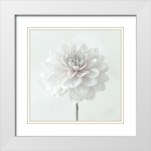 Dahlia flower on white background White Modern Wood Framed Art Print with Double Matting by Frank, Assaf