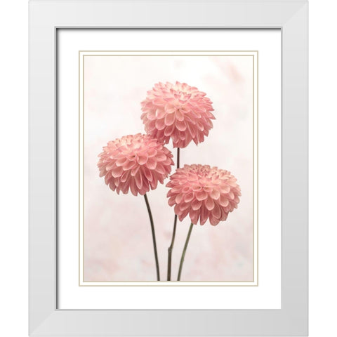 Three Dahlia flowers on white background White Modern Wood Framed Art Print with Double Matting by Frank, Assaf
