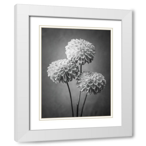 Three Dahlia flowers White Modern Wood Framed Art Print with Double Matting by Frank, Assaf