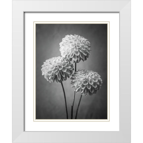 Three Dahlia flowers White Modern Wood Framed Art Print with Double Matting by Frank, Assaf