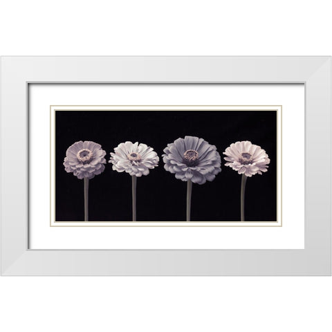 Four Zinnia flowers in a row White Modern Wood Framed Art Print with Double Matting by Frank, Assaf