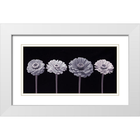 Four Zinnia flowers in a row White Modern Wood Framed Art Print with Double Matting by Frank, Assaf