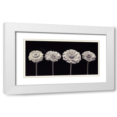 Four Zinnia flowers in a row White Modern Wood Framed Art Print with Double Matting by Frank, Assaf