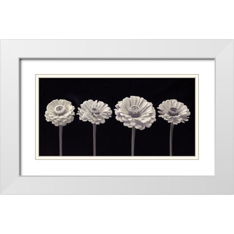 Four Zinnia flowers in a row White Modern Wood Framed Art Print with Double Matting by Frank, Assaf