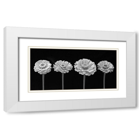 Four Zinnia flowers in a row White Modern Wood Framed Art Print with Double Matting by Frank, Assaf