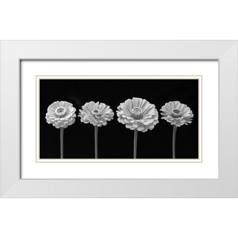 Four Zinnia flowers in a row White Modern Wood Framed Art Print with Double Matting by Frank, Assaf