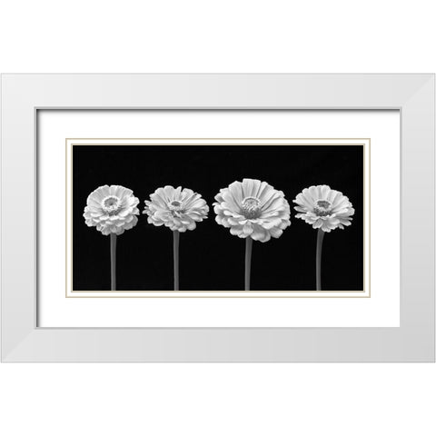 Four Zinnia flowers in a row White Modern Wood Framed Art Print with Double Matting by Frank, Assaf