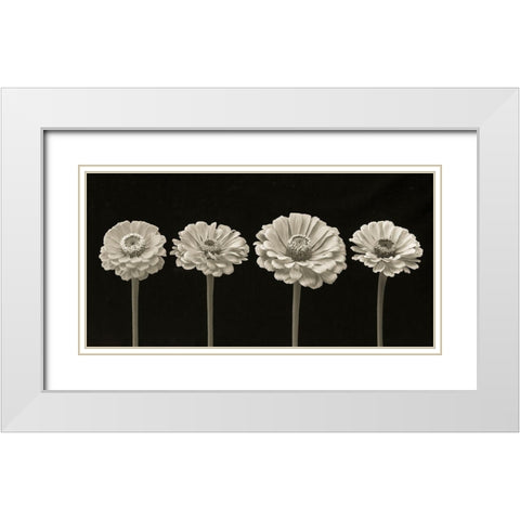 Four Zinnia flowers in a row White Modern Wood Framed Art Print with Double Matting by Frank, Assaf