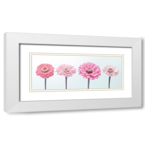Four Zinnias in a row, FTBR-1898 White Modern Wood Framed Art Print with Double Matting by Frank, Assaf