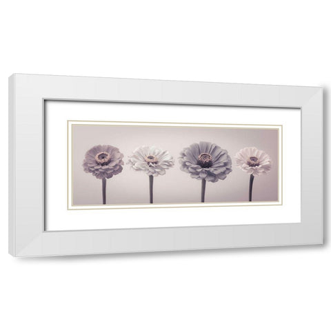 Four Zinnias in a row White Modern Wood Framed Art Print with Double Matting by Frank, Assaf