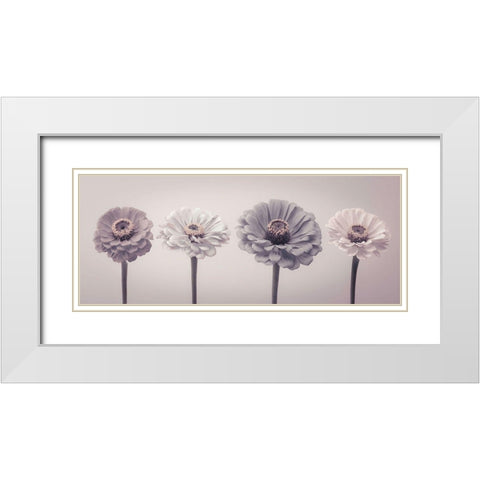 Four Zinnias in a row White Modern Wood Framed Art Print with Double Matting by Frank, Assaf