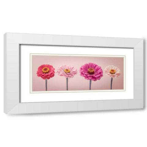 Four Zinnias in a row, FTBR-1899 White Modern Wood Framed Art Print with Double Matting by Frank, Assaf