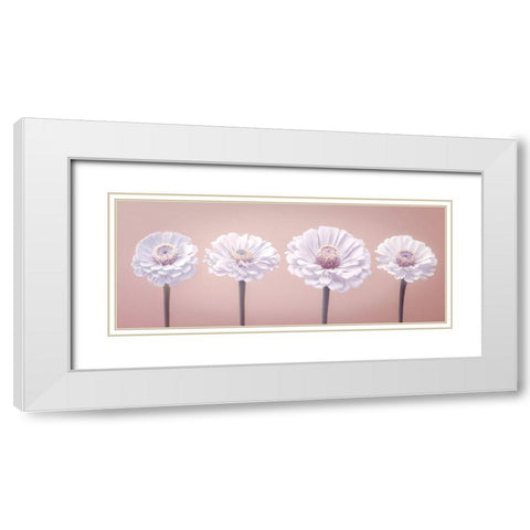 Four Zinnias in a row, FTBR-1900 White Modern Wood Framed Art Print with Double Matting by Frank, Assaf