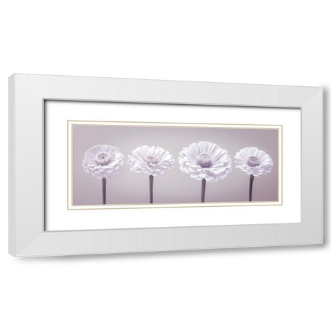 Four Zinnia flowers in a row White Modern Wood Framed Art Print with Double Matting by Frank, Assaf