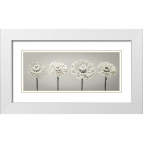 Four Zinnia flowers in a row White Modern Wood Framed Art Print with Double Matting by Frank, Assaf
