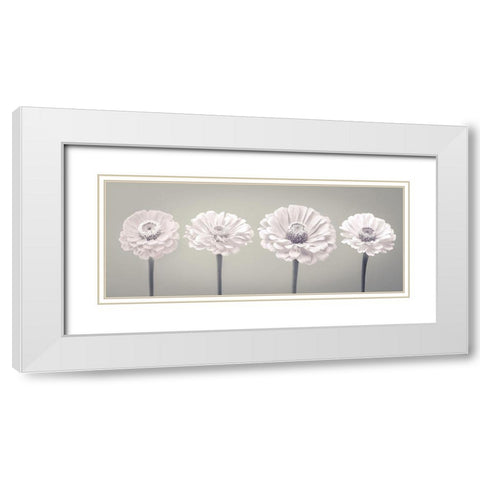 Four Zinnia flowers in a row White Modern Wood Framed Art Print with Double Matting by Frank, Assaf
