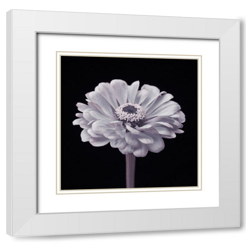 Zinnia flower White Modern Wood Framed Art Print with Double Matting by Frank, Assaf