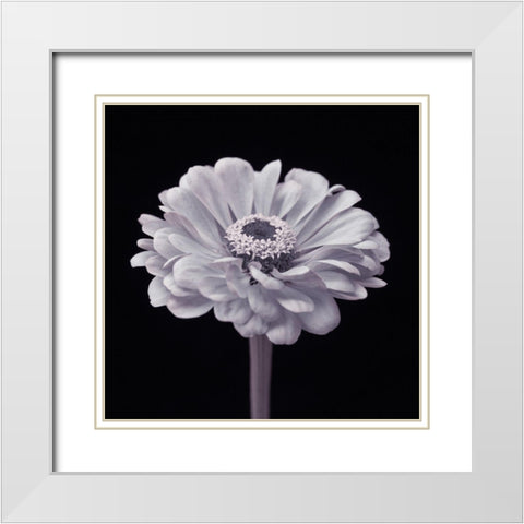 Zinnia flower White Modern Wood Framed Art Print with Double Matting by Frank, Assaf