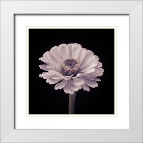 Zinnia flower White Modern Wood Framed Art Print with Double Matting by Frank, Assaf