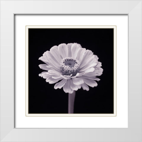 Zinnia flower White Modern Wood Framed Art Print with Double Matting by Frank, Assaf