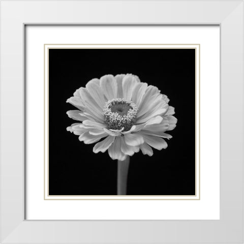 Zinnia flower White Modern Wood Framed Art Print with Double Matting by Frank, Assaf