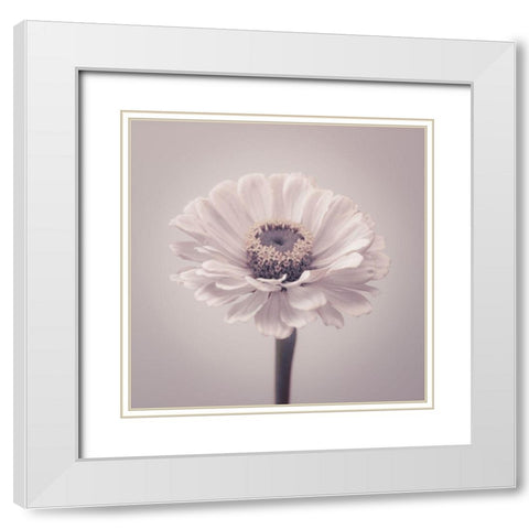 Zinnia flower White Modern Wood Framed Art Print with Double Matting by Frank, Assaf