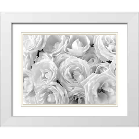 Full frame of roses White Modern Wood Framed Art Print with Double Matting by Frank, Assaf