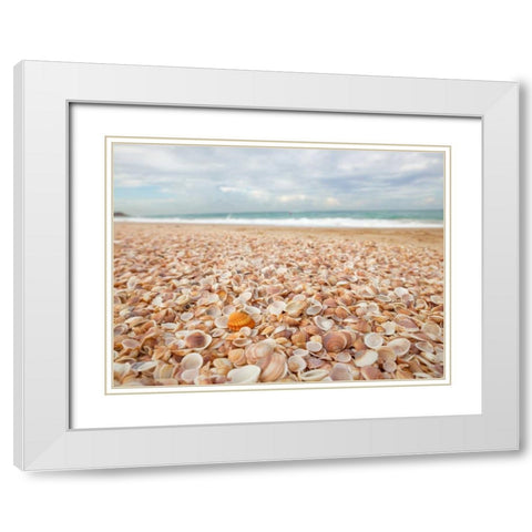 Sea shells on the beach White Modern Wood Framed Art Print with Double Matting by Frank, Assaf