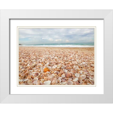 Sea shells on the beach White Modern Wood Framed Art Print with Double Matting by Frank, Assaf