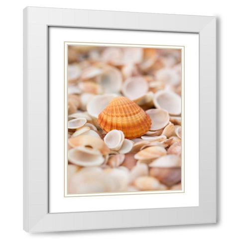 Sea shells on the beach White Modern Wood Framed Art Print with Double Matting by Frank, Assaf
