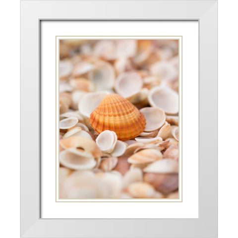 Sea shells on the beach White Modern Wood Framed Art Print with Double Matting by Frank, Assaf