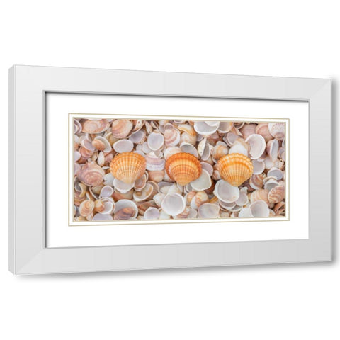 Sea shells on the beach White Modern Wood Framed Art Print with Double Matting by Frank, Assaf