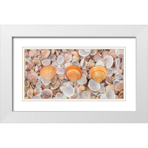 Sea shells on the beach White Modern Wood Framed Art Print with Double Matting by Frank, Assaf