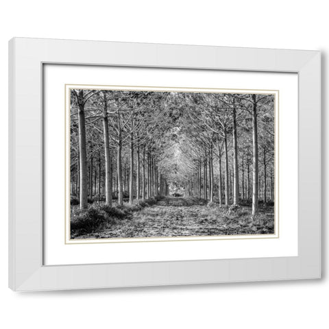 Pathway through trees in forest White Modern Wood Framed Art Print with Double Matting by Frank, Assaf