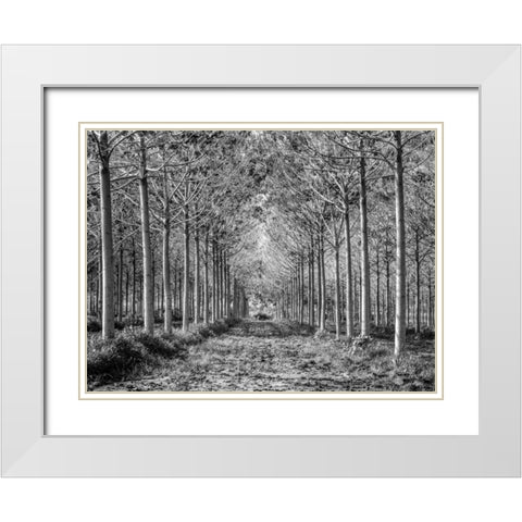 Pathway through trees in forest White Modern Wood Framed Art Print with Double Matting by Frank, Assaf