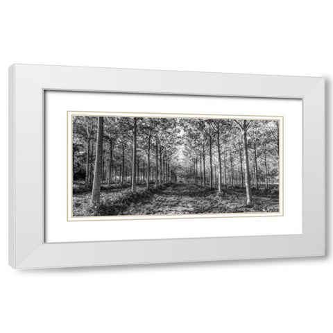 Pathway through trees in forest White Modern Wood Framed Art Print with Double Matting by Frank, Assaf