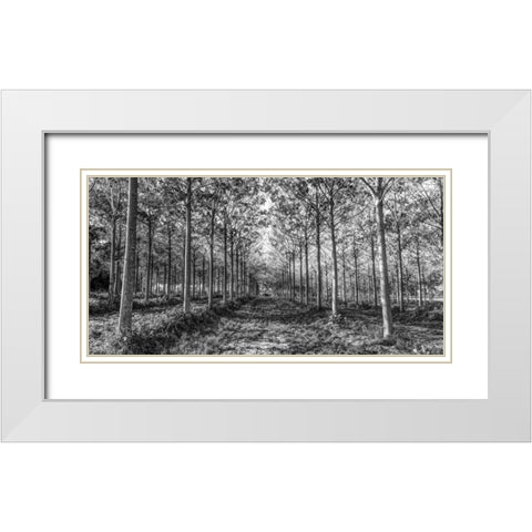 Pathway through trees in forest White Modern Wood Framed Art Print with Double Matting by Frank, Assaf