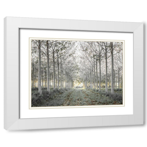 Pathway through trees in forest, FTBR-1833 White Modern Wood Framed Art Print with Double Matting by Frank, Assaf