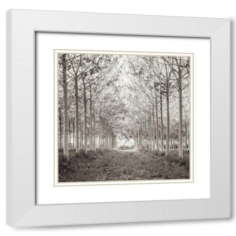 Pathway through trees in forest, FTBR-1815 White Modern Wood Framed Art Print with Double Matting by Frank, Assaf
