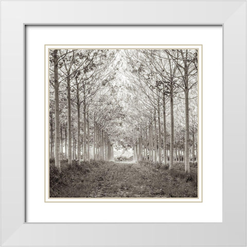 Pathway through trees in forest, FTBR-1815 White Modern Wood Framed Art Print with Double Matting by Frank, Assaf
