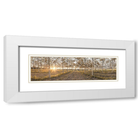 Pathway through trees in forest, FTBR-1834 White Modern Wood Framed Art Print with Double Matting by Frank, Assaf